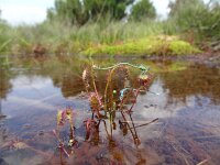 Drosera intermedia 33, Kleine zonnedauw, Saxifraga-Mark Zekhuis