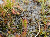 Drosera intermedia 39, Kleine zonnedauw, Saxifraga-Rutger Barendse