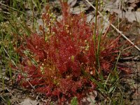 Drosera intermedia 4, Kleine zonnedauw, Saxifraga-Willem van Kruijsbergen