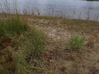 Drosera intermedia 40, Kleine zonnedauw, Saxifraga-Hans Boll