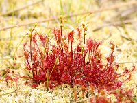 Drosera intermedia 42, Kleine zonnedauw, Saxifraga-Bart Vastenhouw