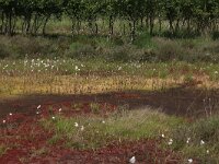 Drosera intermedia 43, Kleine zonnedauw, Saxifraga-Hans Boll
