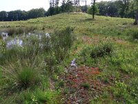 Drosera intermedia 59, Kleine zonnedauw, Saxifraga-Hans Boll