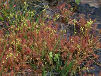 Drosera intermedia 65, Kleine zonnedauw, Saxifraga-Hans Boll
