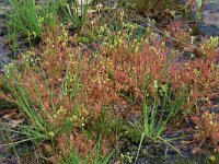 Drosera intermedia 66, Kleine zonnedauw, Saxifraga-Hans Boll