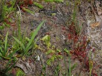 Drosera intermedia 7, Kleine zonnedauw, Saxifraga-Willem van Kruijsbergen