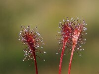 Drosera intermedia 74, Kleine zonnedauw, Saxifraga-Hans Dekker