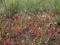 Drosera intermedia 83, Kleine zonnedauw, Saxifraga-Willem van Kruijsbergen
