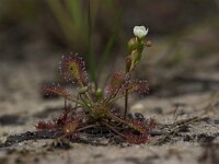 Drosera intermedia 9, Kleine zonnedauw, Saxifraga-Luc Hoogenstein