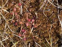 Drosera rotundifolia 21, Ronde zonnedauw, Saxifraga-Willem van Kruijsbergen