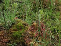 Drosera rotundifolia 27, Ronde zonnedauw, Saxifraga-Hans Boll