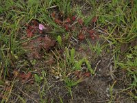 Drosera rotundifolia 31, Ronde zonnedauw, Saxifraga-Hans Boll