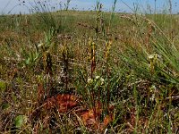 Drosera rotundifolia 43, Ronde zonnedauw, Saxifraga-Ed Stikvoort