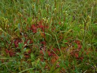 Drosera rotundifolia 44, Ronde zonnedauw, Saxifraga-Ed Stikvoort