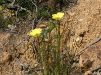 Drosophyllum lusitanicum 2, Saxifraga-Dirk Hilbers