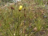 Drosophyllum lusitanicum 5, Saxifraga-Rob Felix : Plantae, Plants, planten