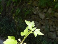 Drusa glandulosa 1, Saxifraga-Rutger Barendse