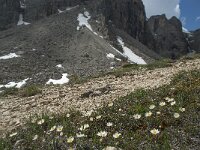 Dryas octopetala 11, Saxifraga-Annemiek Bouwman
