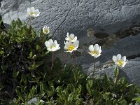 Dryas octopetala 14, Saxifraga-Willem van Kruijsbergen