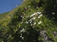 Dryas octopetala 15, Saxifraga-Willem van Kruijsbergen