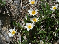 Dryas octopetala 17, Saxifraga-Jeroen Willemsen