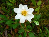 Dryas octopetala 20, Saxifraga-Ed Stikvoort