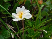 Dryas octopetala 21, Saxifraga-Ed Stikvoort