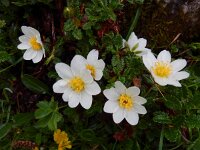 Dryas octopetala 25, Saxifraga-Ed Stikvoort