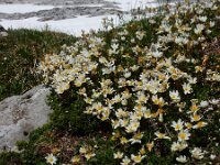 Dryas octopetala 27, Saxifraga-Ed Stikvoort