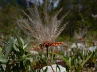 Dryas octopetala 30, Saxifraga-Ed Stikvoort