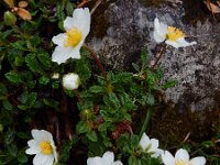 Dryas octopetala 31, Saxifraga-Ed Stikvoort