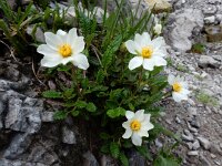Dryas octopetala 32, Saxifraga-Ed Stikvoort
