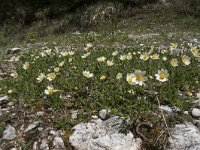 Dryas octopetala 39, Saxifraga-Willem van Kruijsbergen