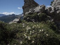 Dryas octopetala 41, Saxifraga-Willem van Kruijsbergen