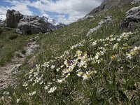 Dryas octopetala 42, Saxifraga-Willem van Kruijsbergen