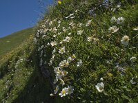 Dryas octopetala 47, Saxifraga-Willem van Kruijsbergen
