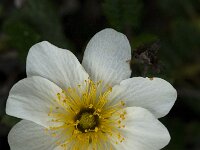 Dryas octopetala 5, Saxifraga-Jan van der Straaten
