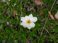 Dryas octopetala 51, Saxifraga-Rutger Barendse
