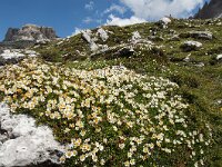 Dryas octopetala 52, Saxifraga-Luuk Vermeer