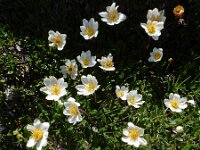 Dryas octopetala 54, Saxifraga-Ed Stikvoort
