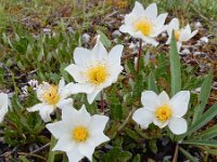 Dryas octopetala 55, Saxifraga-Ed Stikvoort