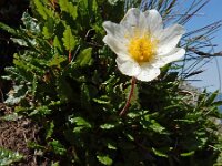 Dryas octopetala 56, Saxifraga-Ed Stikvoort