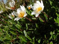 Dryas octopetala 58, Saxifraga-Ed Stikvoort