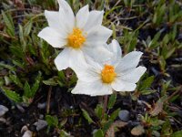 Dryas octopetala 59, Saxifraga-Ed Stikvoort