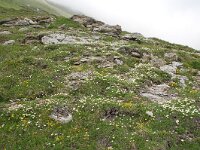 Dryas octopetala 60, Saxifraga-Harry Jans