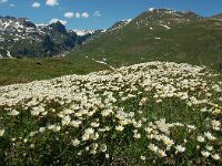 Dryas octopetala 61, Saxifraga-Harry Jans