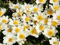 Dryas octopetala 63, Saxifraga-Harry Jans