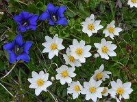 Dryas octopetala 64, Saxifraga-Harry Jans