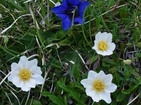 Dryas octopetala 65, Saxifraga-Harry Jans