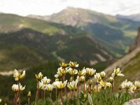 Dryas octopetala 7, Foto Fitis-Sytske Dijksen